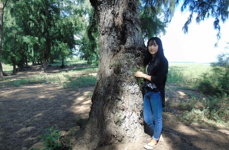  Cây phi lao lớn có đường kính một người ôm không xuể