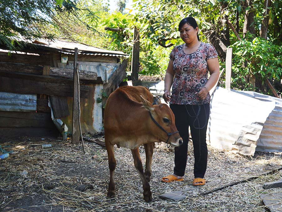  Chị Hà Thị Phiết bên con bê mới được hỗ trợ. Ảnh: P.D