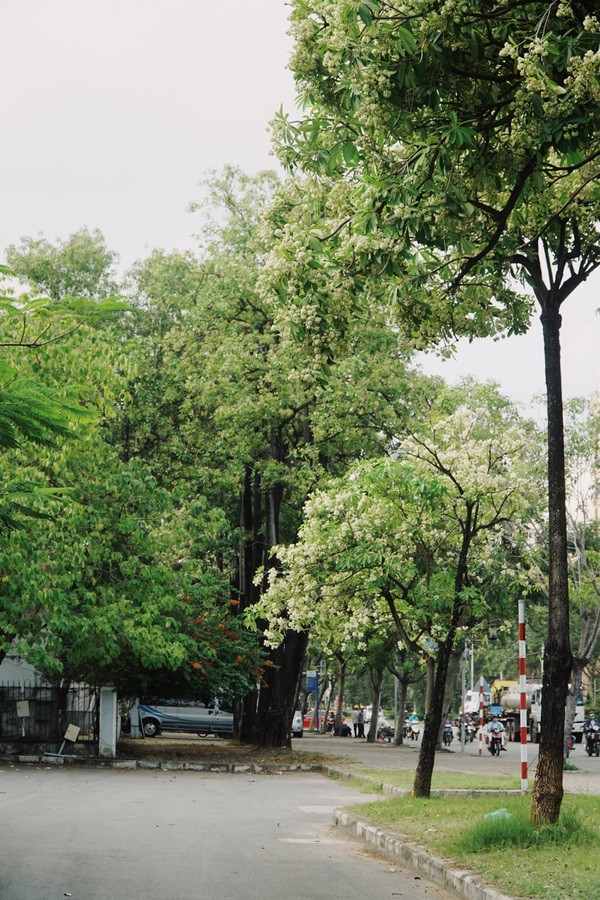 Từ hơn 10 ngày nay, người dân đi qua ngã tư đường Nguyễn Lương Bằng và Trần Văn Trà (quận 7, TP HCM) đều cảm nhận rõ rệt mùi hương từ hàng cây hoa sữa.