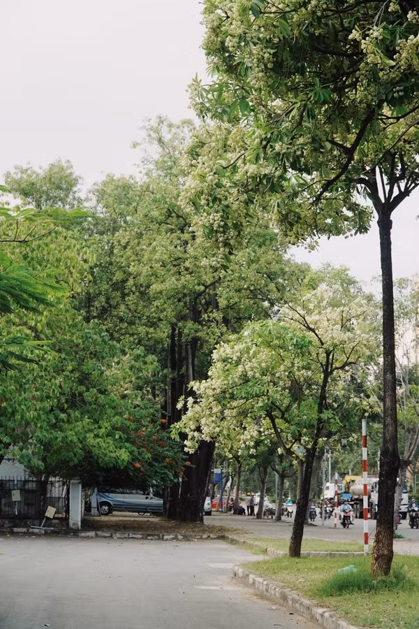 Từ hơn 10 ngày nay, người dân đi qua ngã tư đường Nguyễn Lương Bằng và Trần Văn Trà (quận 7, TP HCM) đều cảm nhận rõ rệt mùi hương từ hàng cây hoa sữa.