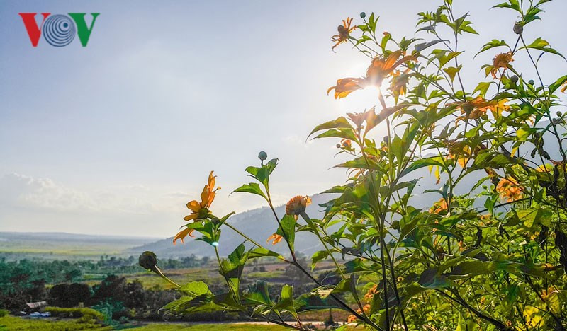 Những cánh dã quỳ vươn theo gió.