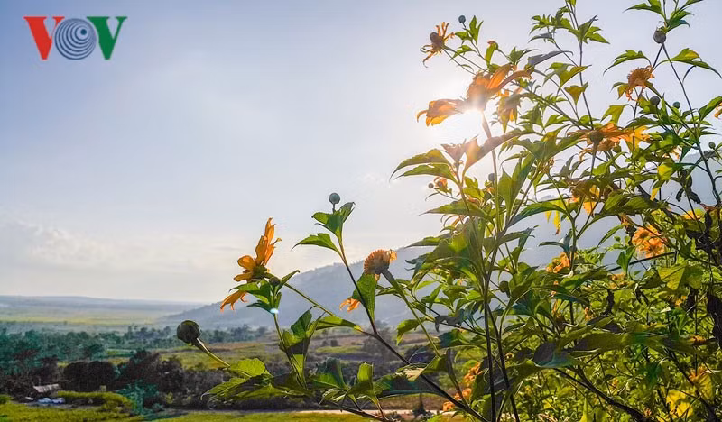 Những cánh dã quỳ vươn theo gió.