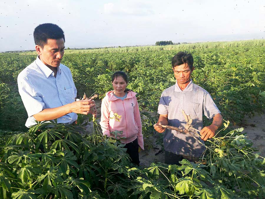  Nhiều nông dân còn chần chừ tiêu hủy diện tích mì nhiễm bệnh để chờ thu hoạch. Ảnh: L.N