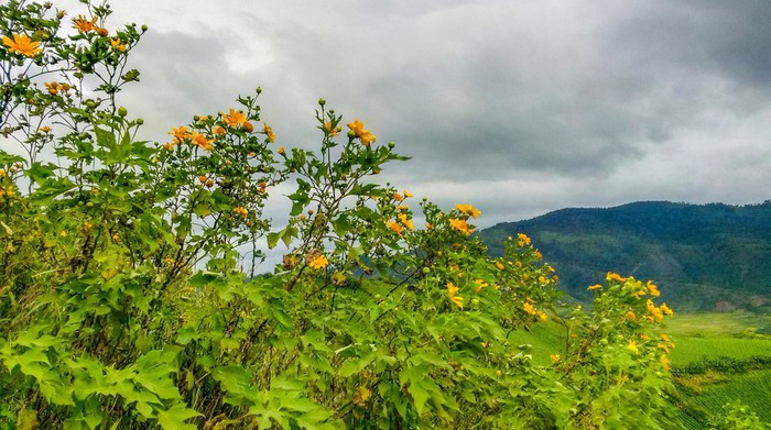 Vạt hoa dã quỳ bên sườn đồi