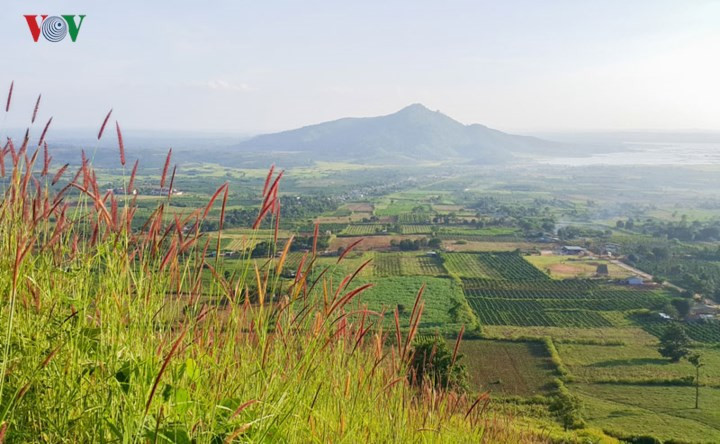  Xen giữa những ruộng vườn nông sản là những loài cây cỏ, hoa dại.