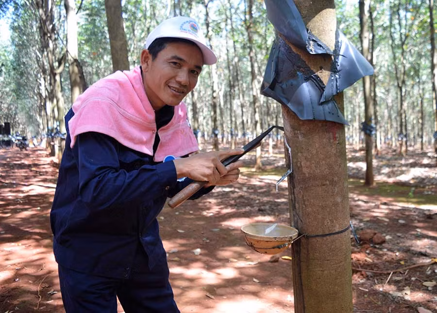  Anh Hoàng Văn Thống (Đội 14) giành giải “bàn tay vàng” Hội thi Thợ giỏi khai thác mủ cao su của Công ty 715. Ảnh: Đ.Y