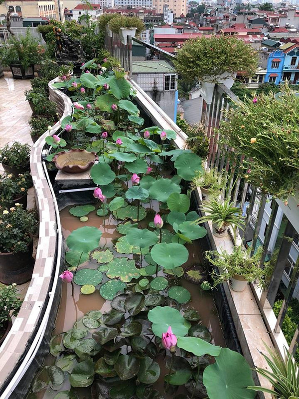 Muốn trồng được sen, bể được chị quét chống thấm, lát gạch bóng và phủ trực tiếp bạt nhựa HDPE (loại chuyên lót hồ nuôi cá, bể phốt) lên trên, cố định bằng keo, rồi đổ đất thịt vào hồ và ngâm nước tạo bùn một thời gian mới trồng. Chị cũng nuôi thêm cá trong ao sen để tạo môi trường tương sinh, cá sinh sôi tốt hơn, sen cũng từ đó mà khỏe đẹp hơn. Muốn trồng được sen, bể được chị quét chống thấm, lát gạch bóng và phủ trực tiếp bạt nhựa HDPE (loại chuyên lót hồ nuôi cá, bể phốt) lên trên, cố định bằng keo, rồi đổ đất thịt vào hồ và ngâm nước tạo bùn một thời gian mới trồng. Chị cũng nuôi thêm cá trong ao sen để tạo môi trường tương sinh, cá sinh sôi tốt hơn, sen cũng từ đó mà khỏe đẹp hơn.