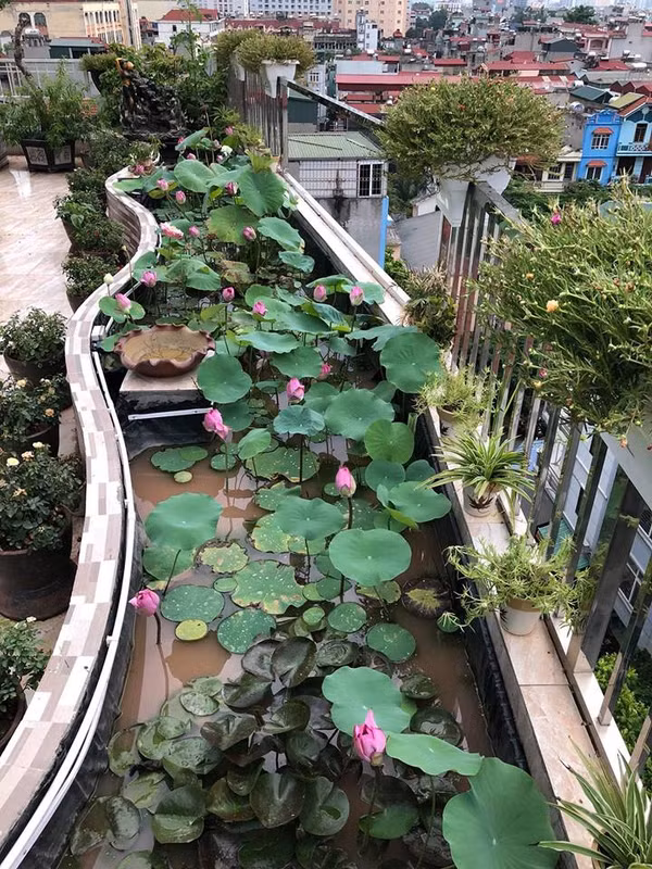 Muốn trồng được sen, bể được chị quét chống thấm, lát gạch bóng và phủ trực tiếp bạt nhựa HDPE (loại chuyên lót hồ nuôi cá, bể phốt) lên trên, cố định bằng keo, rồi đổ đất thịt vào hồ và ngâm nước tạo bùn một thời gian mới trồng. Chị cũng nuôi thêm cá trong ao sen để tạo môi trường tương sinh, cá sinh sôi tốt hơn, sen cũng từ đó mà khỏe đẹp hơn.