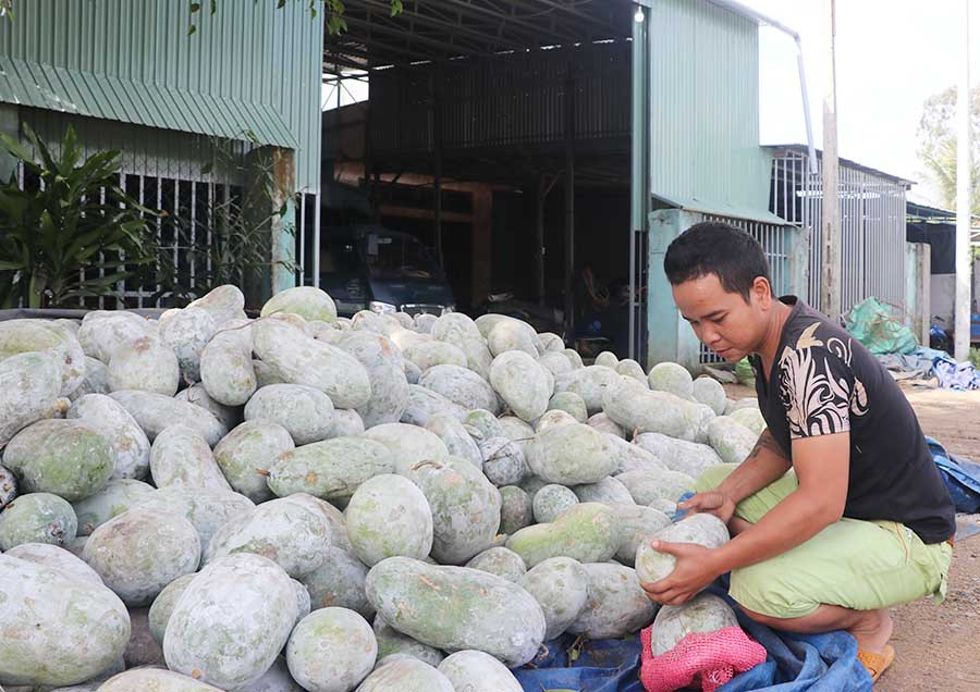  Đống bí của bà Thủy đang có dấu hiệu hư thối. Ảnh: N.M