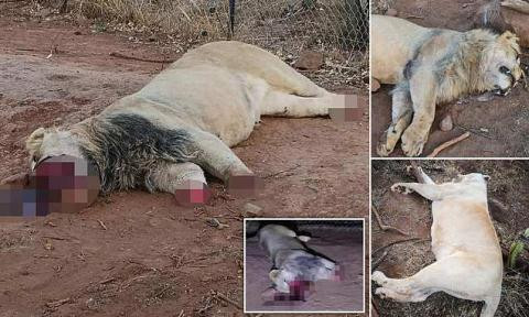 Một vụ bắt và giết sư tử lấy da và nấu cao xương tại Nam Phi 