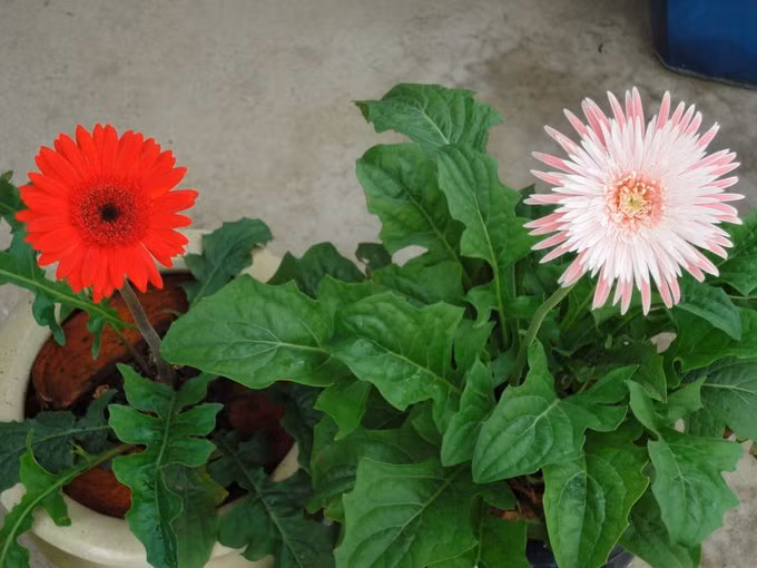  3 Cây xanh lọc không khí về mặt hóa học. Đồ vật trong nhà làm từ chất liệu tổng hợp đều phân hủy sau thời gian sử dụng và thải khí độc như benzen và formaldehyde. Chúng ta tiếp xúc hằng ngày sẽ hít khí độc này vào cơ thể. Các cây cảnh sẽ tách các hợp chất có hại này và biến chúng thành khí CO2, nước và khí nitơ trơ. Cúc đồng tiền, loại cây giúp loại bỏ chất trichloroethylene là chất thường có trong các sản phẩm làm sạch khô và benzen trong không khí. Cúc đồng tiền thích hợp đặt trong phòng ngủ hoặc khu máy giặt. Hoa màu sặc sỡ và cần nhiều ánh sáng mặt trời nên ưu tiên trồng ở một chỗ gần cửa sổ, thoáng mát.