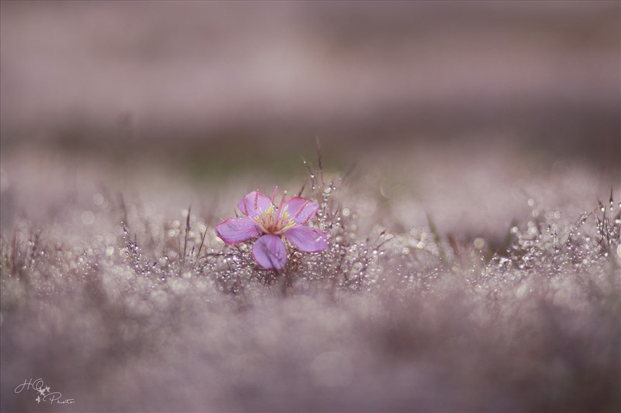 Những đồi cỏ hồng làm nên mùa mộng mơ Đà Lạt