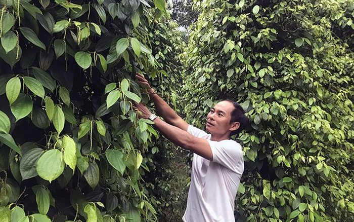Từ nguồn vốn vay ngân hàng, anh Lê Hùng Huấn ở xã Ia Blang, huyện Chư Sê (Gia Lai) đầu tư trồng hồ tiêu hữu cơ, mang lại thu nhập cao.