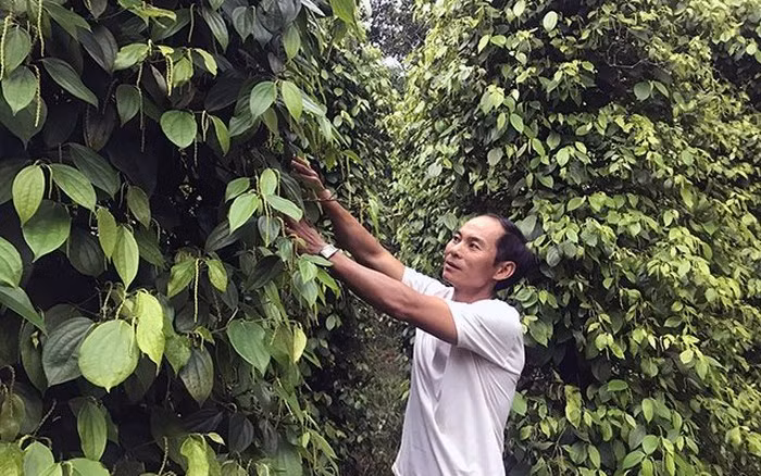 Từ nguồn vốn vay ngân hàng, anh Lê Hùng Huấn ở xã Ia Blang, huyện Chư Sê (Gia Lai) đầu tư trồng hồ tiêu hữu cơ, mang lại thu nhập cao.