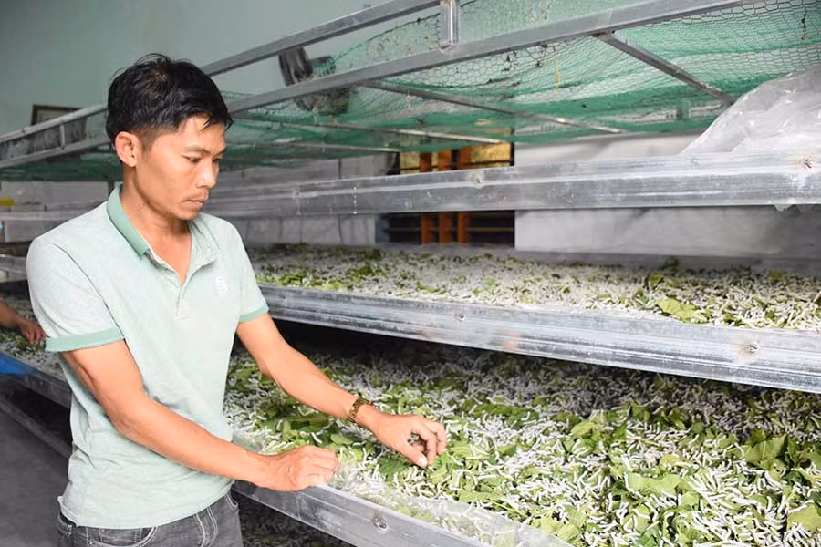  Anh Trần Văn Tiếng cho tằm ăn. Ảnh: N.S