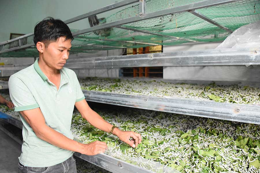  Anh Trần Văn Tiếng cho tằm ăn. Ảnh: N.S