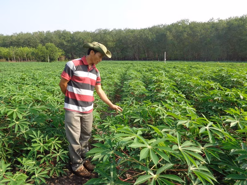 Ảnh nguồn internet