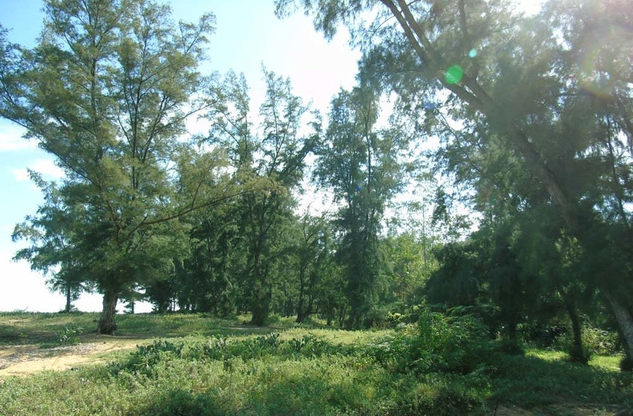  Có hàng nghìn cây phi lao lớn nhỏ khác nhau