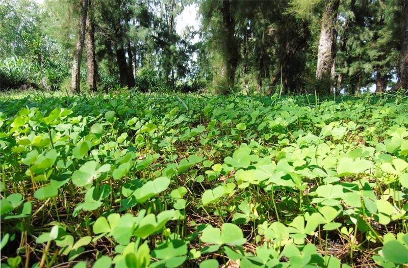  Thảm thực vật phía dưới mặt đất là cây cỏ xanh tươi.