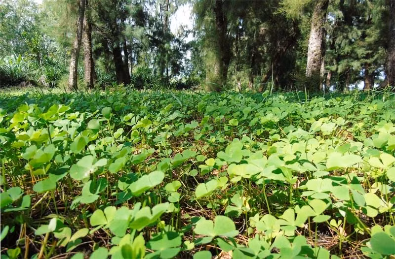  Thảm thực vật phía dưới mặt đất là cây cỏ xanh tươi.