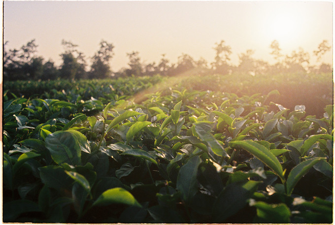 Đây chính là đồn điền chè đầu tiên của người Pháp ở Gia Lai. Hình ảnh những đọt chè xanh mơn mởn trong ánh ban mai.