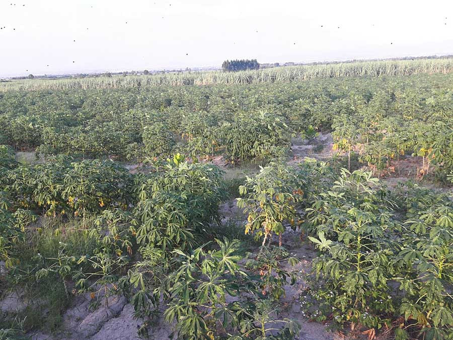 Người dân chần chừ xử lý diện tích nhiễm cục bộ. Ảnh: Lê Nam