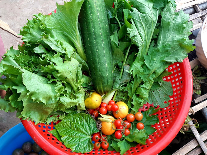 Rau trái luôn tươi ngon trong vườn của Sàn Rau trái luôn tươi ngon trong vườn của Sàn