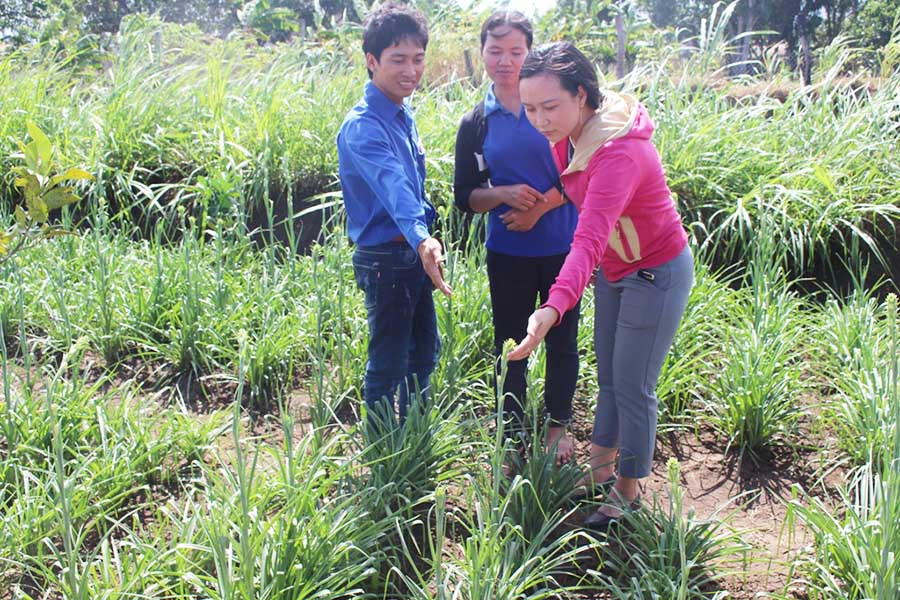  Vườn hoa huệ của anh Rcom Tuấn Anh (bìa trái) được xem là mô hình kinh tế mới đạt hiệu quả cao. Ảnh: T.B