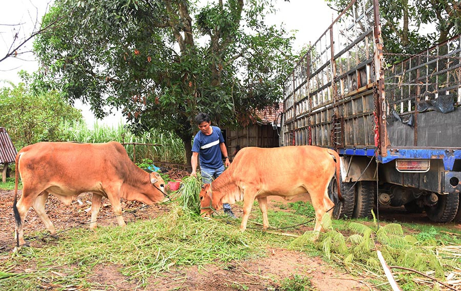  Nhờ tham gia thực hiện hiệu quả các mô hình giảm nghèo do Mặt trận, đoàn thể huyện phát động, nhiều hộ gia đình người dân tộc thiểu số ở xã Kông Pla đã vươn lên thoát nghèo. Ảnh: M.N