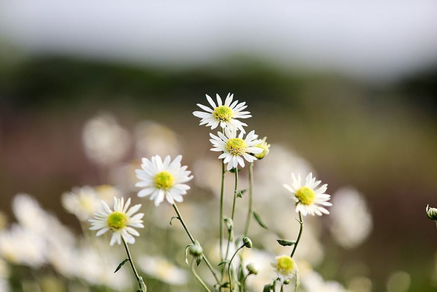  Những bông cúc họa mi nhỏ bé, trắng ngần, nhụy vàng tươi rất đẹp.