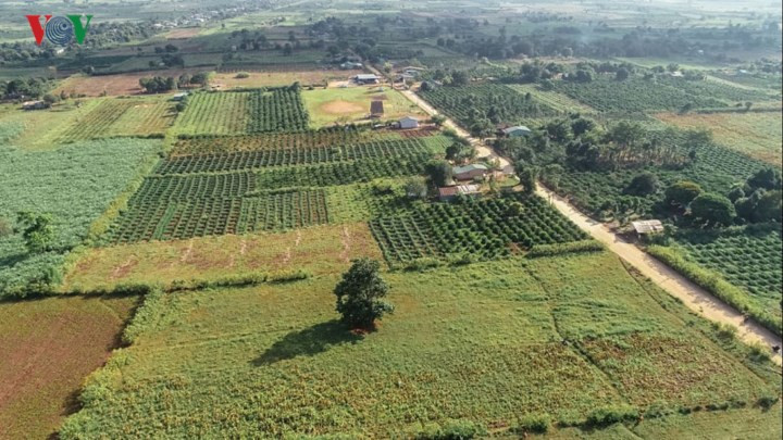 Đồng bào Jarai đã canh tác nông nghiệp ở quanh Núi lửa Chư Đăng Ya từ nhiều đời.