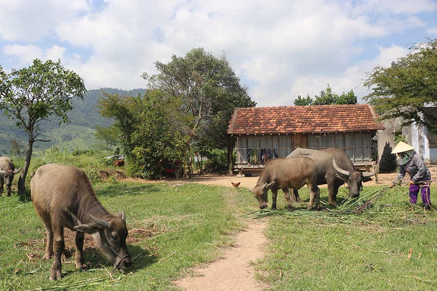 Bà Lưyêng chăm sóc đàn trâu. Ảnh: N.M  Bà Lưyêng chăm sóc đàn trâu. Ảnh: N.M