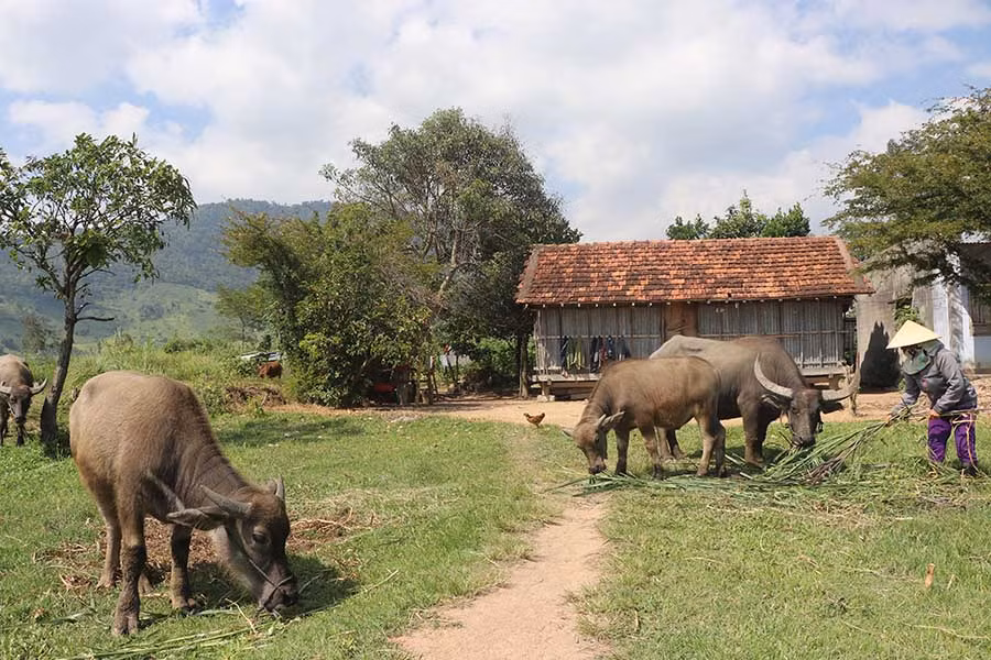  Bà Lưyêng chăm sóc đàn trâu. Ảnh: N.M