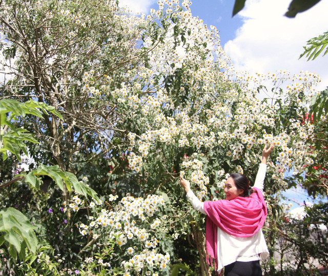  Cây dã quỳ trắng độc đáo tại Đà Lạt đã thu hút bao du khách đếm tham quan và chụp ảnh