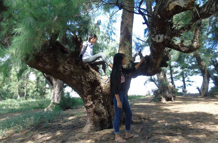  Nhiều cây phi lao có hình thù kỳ quái