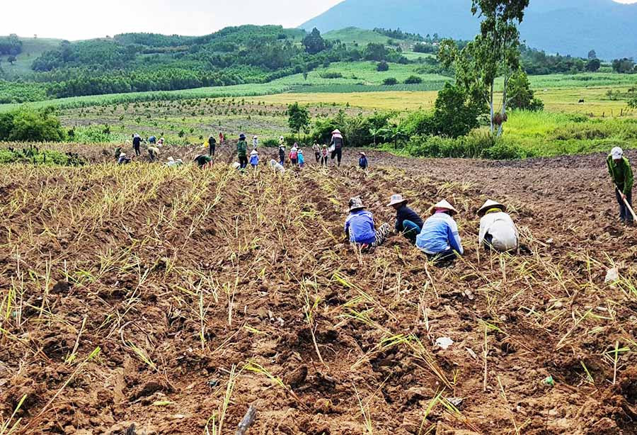  Người dân làng Stơr (xã Tơ Tung, huyện Kbang) chuyển diện tích mía không hiệu quả sang trồng sả Java. Ảnh: M.N