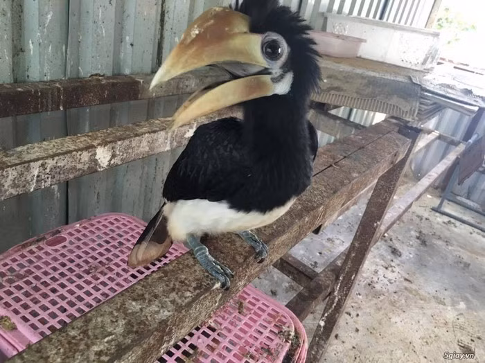 Cao cát bụng trắng non có giá dưới 800 nghìn đồng.