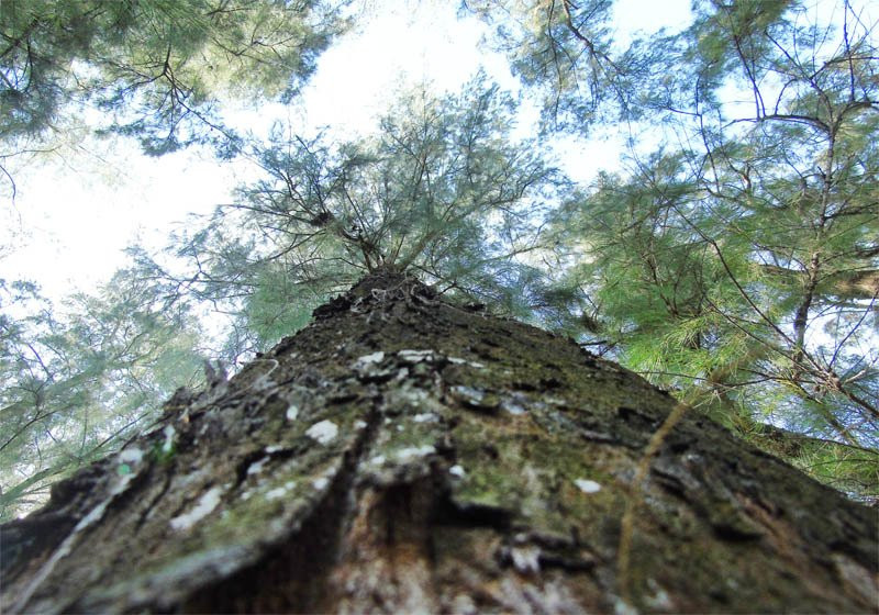  Rặng phi lao nằm sát bờ biển xã Quỳnh Lập