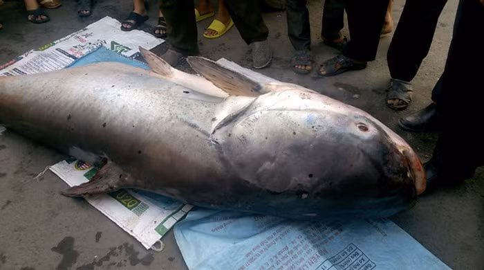 Con cá tra dầu dài khoảng 2m, chiều ngang khoảng 1m, có trọng lượng 240kg