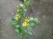 Ảnh minh họa (nguồn internet) Ảnh minh họa (nguồn internet)