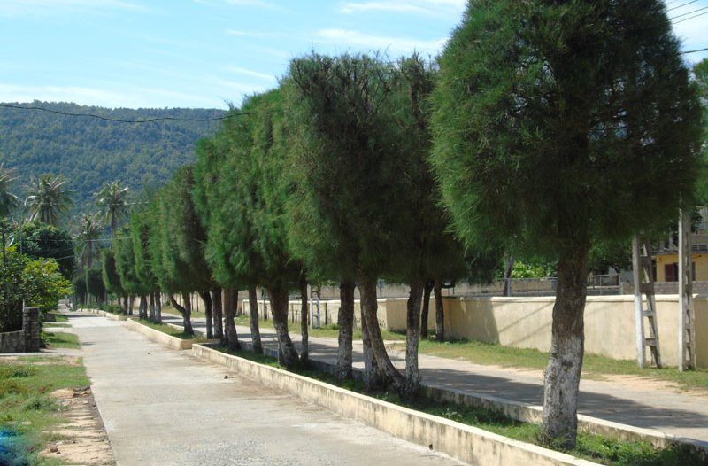 Cây phi lao còn được người dân trồng làm cảnh ven đường