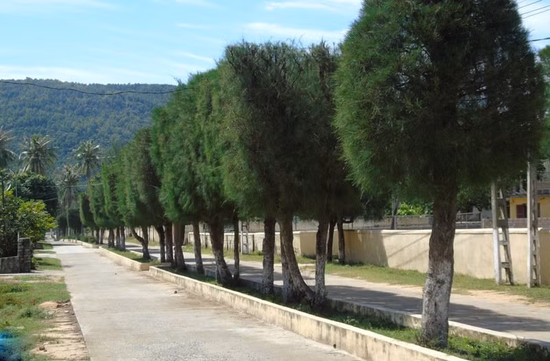 Cây phi lao còn được người dân trồng làm cảnh ven đường