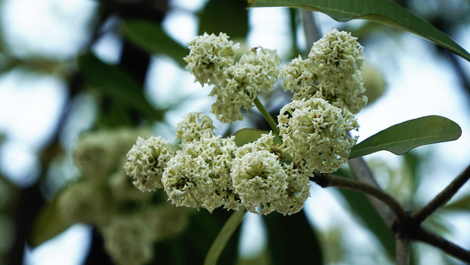 Từ đầu tháng 11, nhiều phụ huynh khi đưa con đến trường bắt đầu thấy mùi hương hoa sữa. Chị Mai Thị Ngọc, sống ở quận 7 cho biết: 