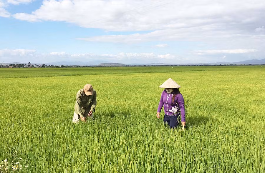  Cánh đồng lúa lớn một giống của HTX Thắng Lợi (huyện Phú Thiện). Ảnh: H.D