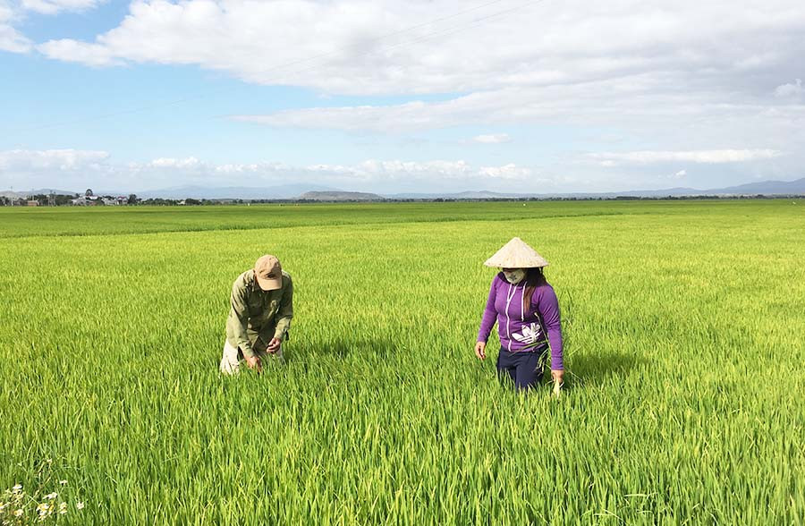  Cánh đồng lúa lớn một giống của HTX Thắng Lợi (huyện Phú Thiện). Ảnh: H.D