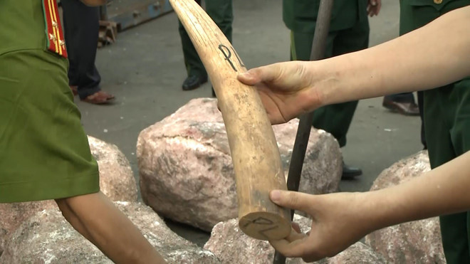 Ngà voi được phát hiện tại cảng Tiên Sa. Ảnh: Đ.N. Ngà voi được phát hiện tại cảng Tiên Sa. Ảnh: Đ.N.