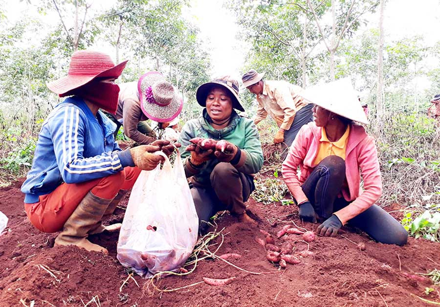  Nhân công thu hoạch khoai lang Lệ Cần tại diện tích của hộ ông Nguyễn Trình. Ảnh: L.H