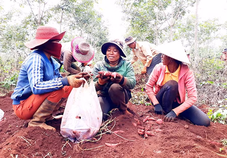  Nhân công thu hoạch khoai lang Lệ Cần tại diện tích của hộ ông Nguyễn Trình. Ảnh: L.H