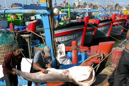 Coi trọng hợp tác quốc tế trong quản lý đại dương ảnh 1 Coi trọng hợp tác quốc tế trong quản lý đại dương ảnh 1