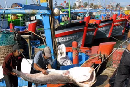 Coi trọng hợp tác quốc tế trong quản lý đại dương ảnh 1